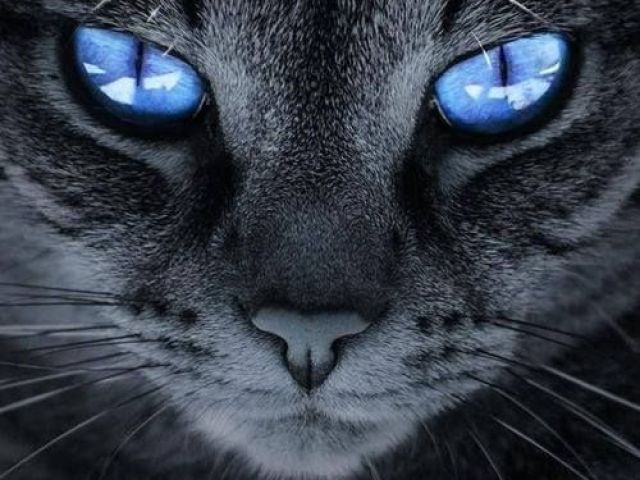 Gato