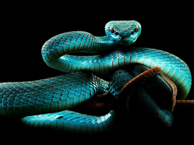 Cobra
