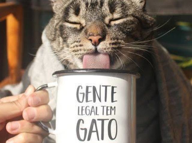 GATO, SOU UMA PESSOA SENSATA