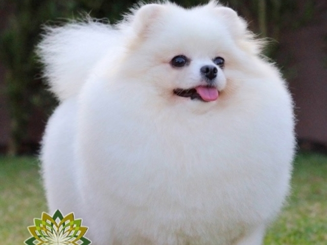 Lulu da pomerania