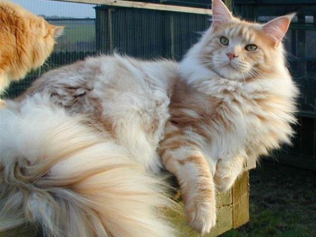 Maine coon