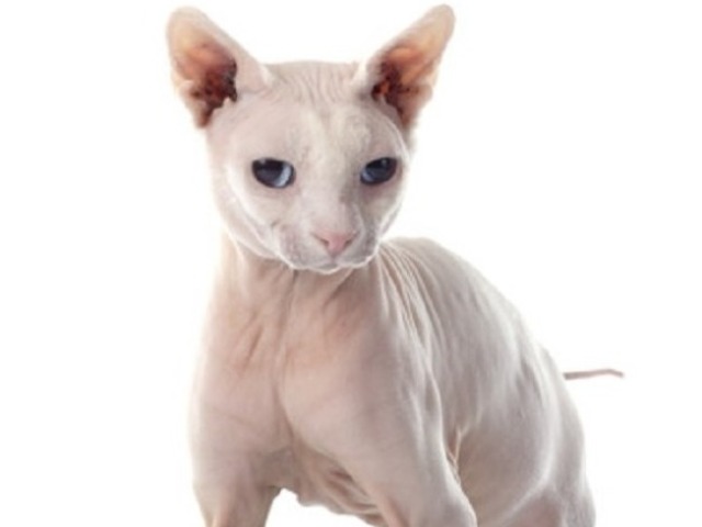 Sphynx