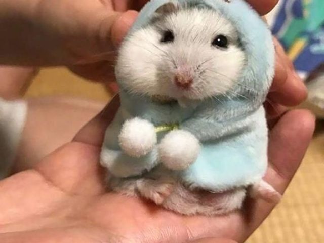 hamster