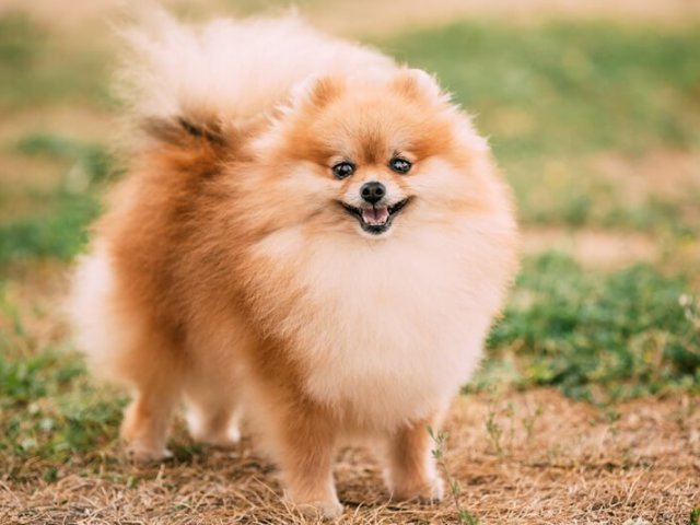 lulu da pomerania