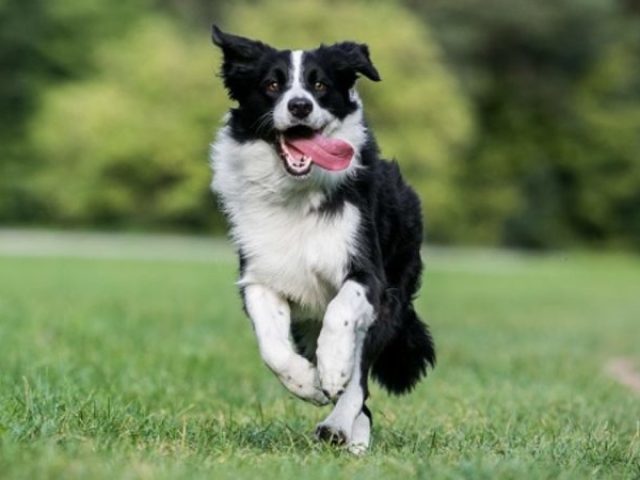 border collie