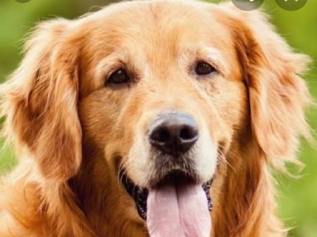 Golden retriver