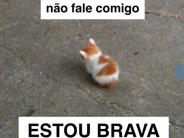 Quase n aparece por lá e qnd aparece é pra reclamar, #desabafo #exposed, da rt em vídeo de animal fofinho