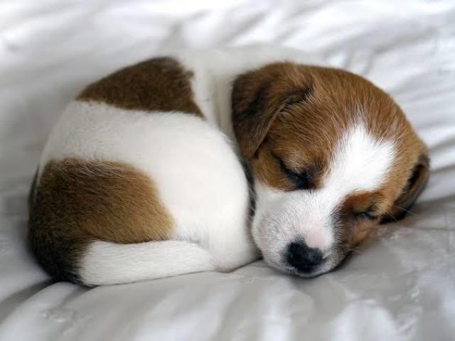 Cachorrinho