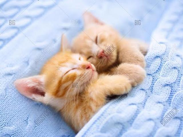 Gatinho