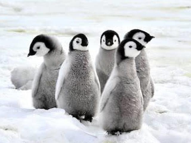 Penguin