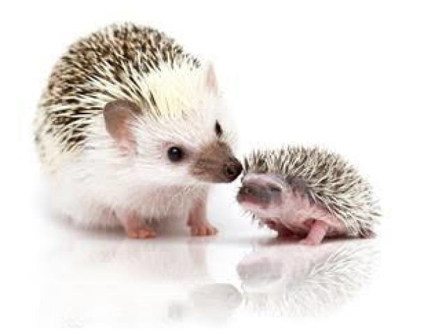 Hedgehog