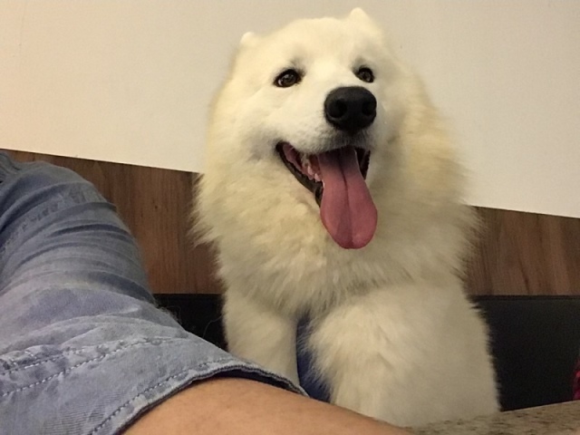 Apollo