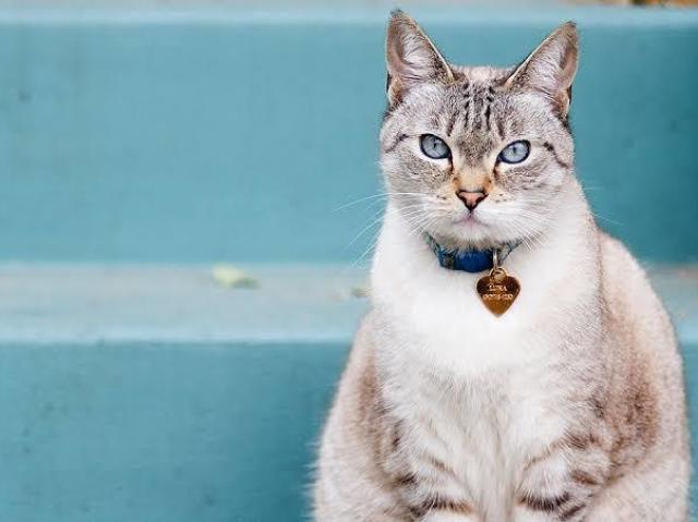 Gatos