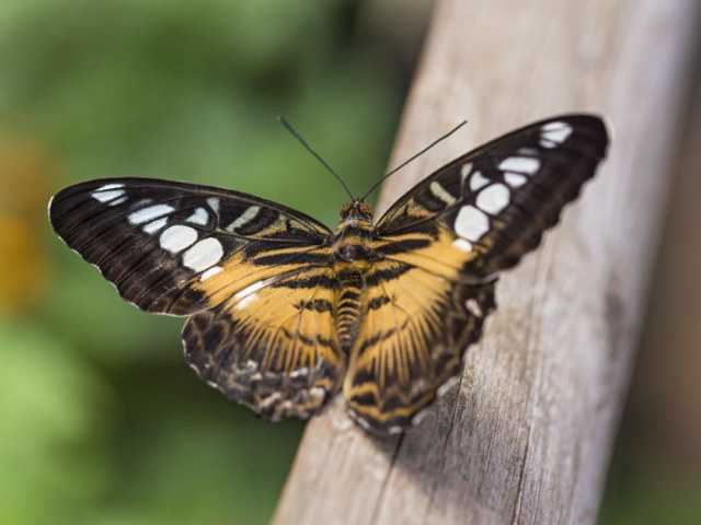 borboleta