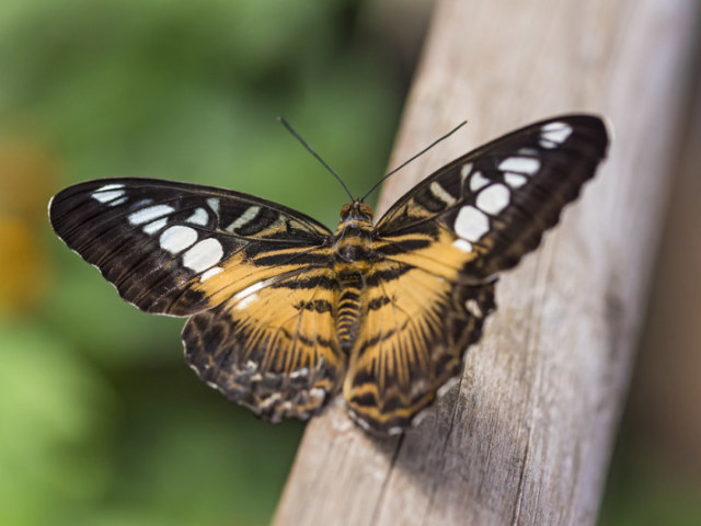 Borboleta