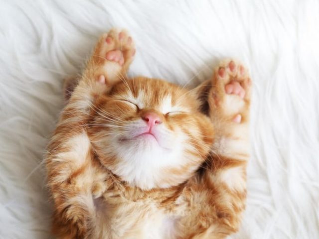 Gato