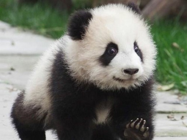 Panda