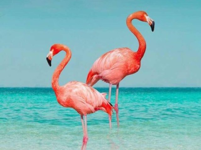 Flamingo