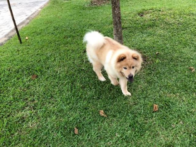 Uma chow-chow de aparência fofa mais de personalidade feroz.