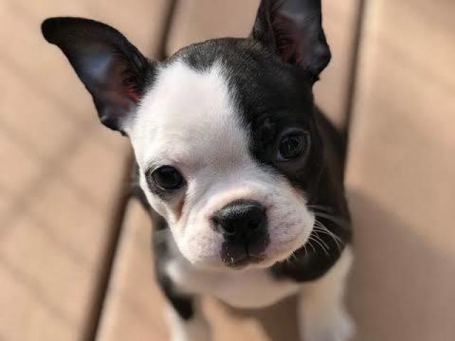 boston terrier