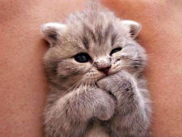 Gato