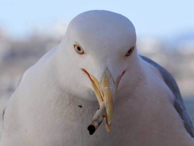 Gaviota