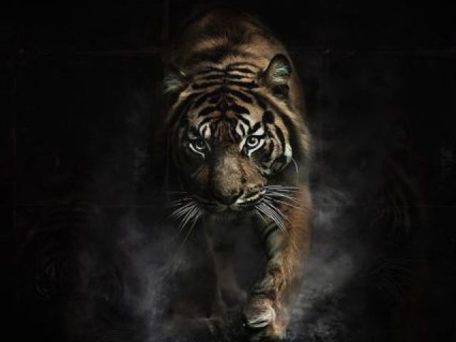 Tigre