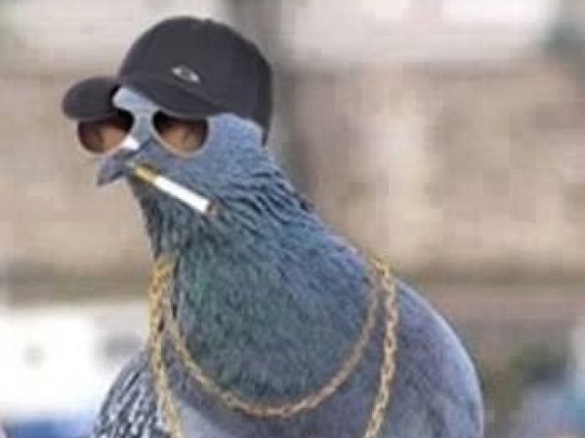 Pombo dono da quebrada