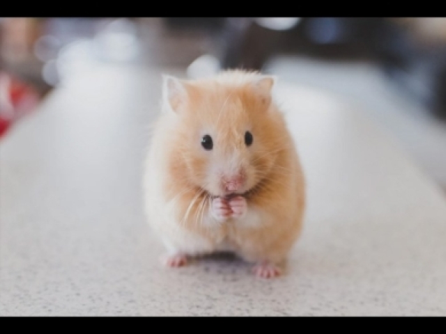 Hamster