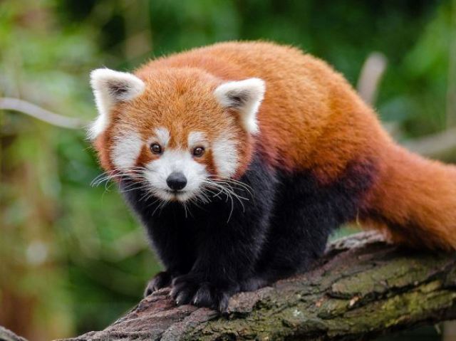 Panda vermelho