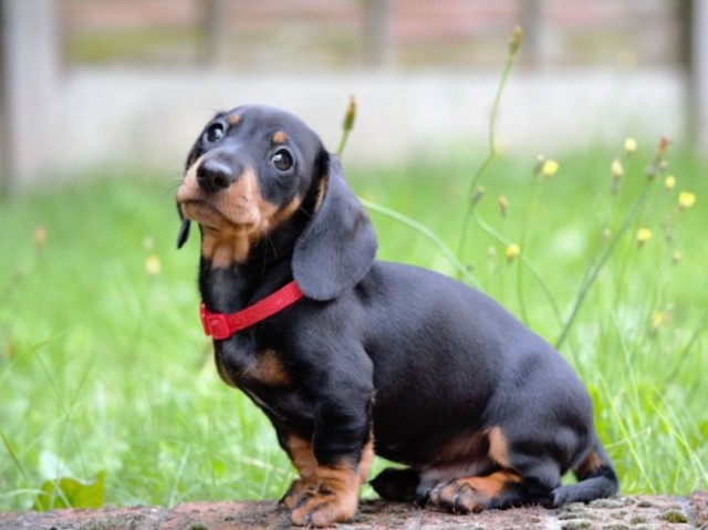 Cachorrinho salsicha