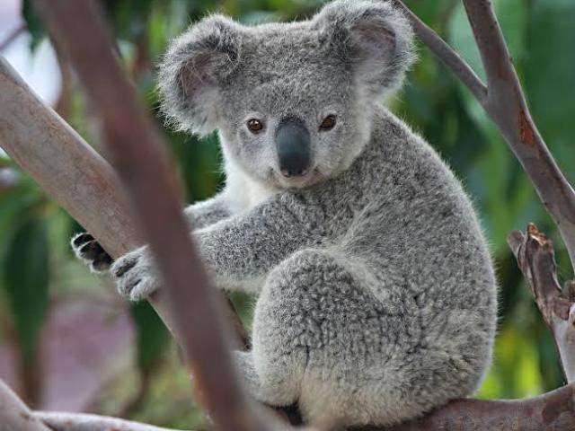 Koala