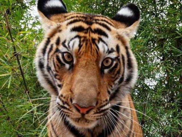 tigre