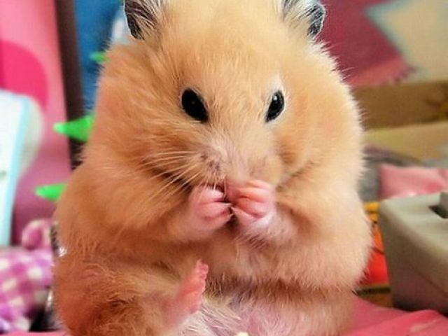 Hamster