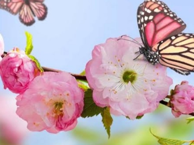 Primavera