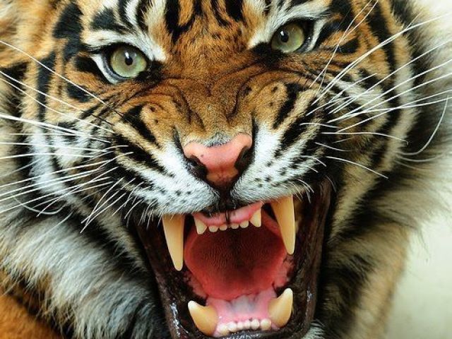 Tigre