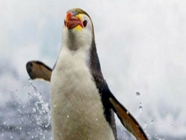 Pinguim