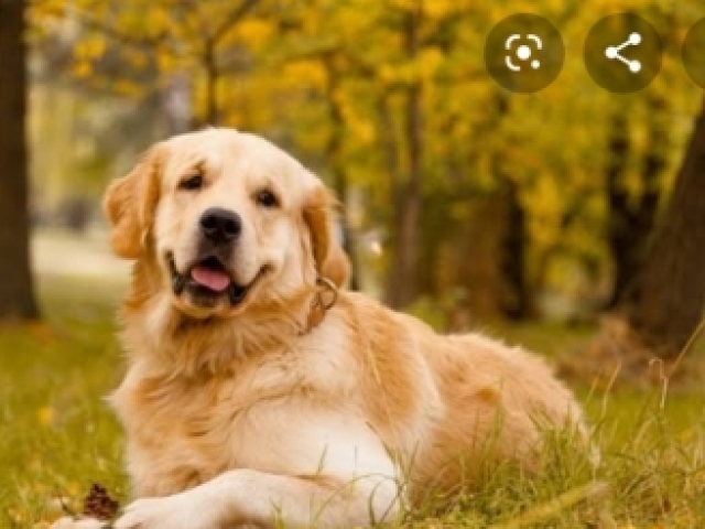 Golden retrivi