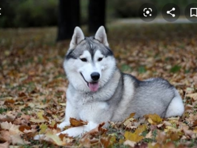 Husky siberiano