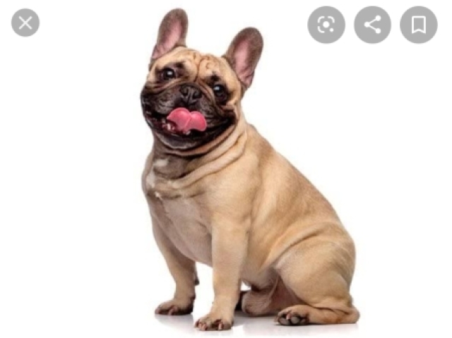 Buldog