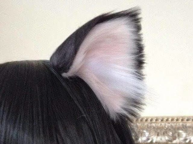 Uma orelha de gatinho preso no seu cabelo