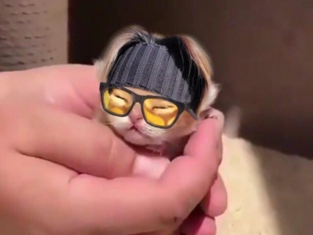 Guinho (Yoongi gatinho)