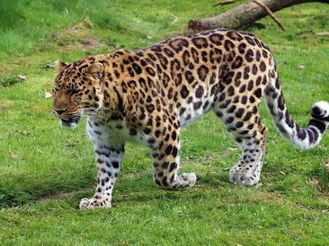 Leopardo