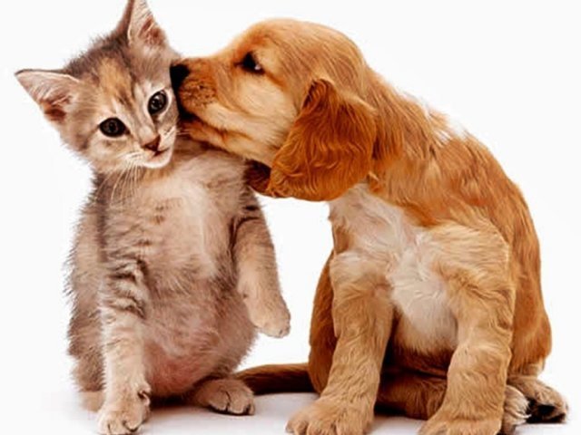 Você seria um cachorro ou um gato?