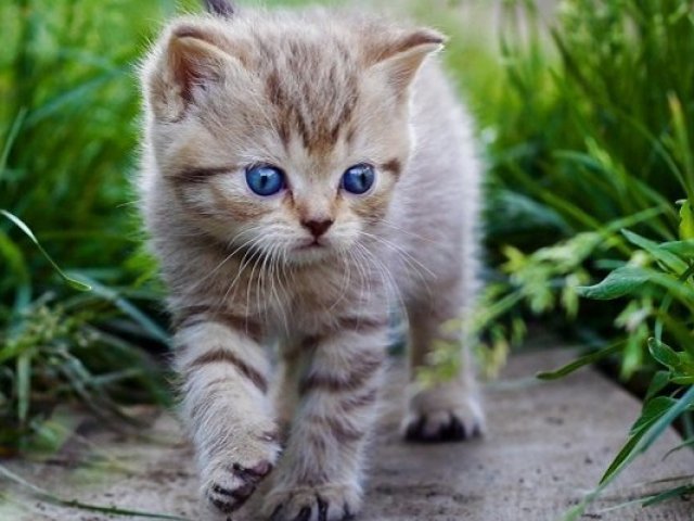 Gato
