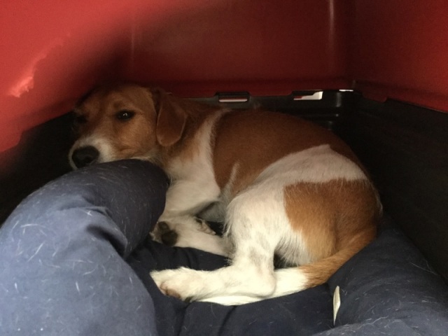 Jack russell terrier
