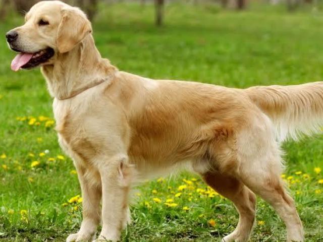Golden retriever