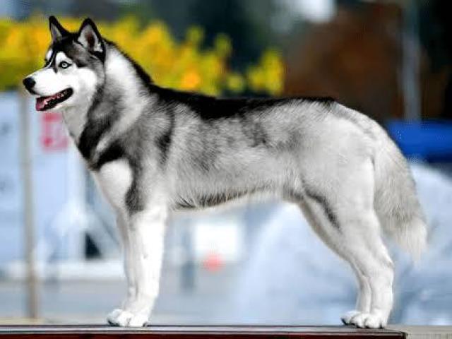 Husky siberiano