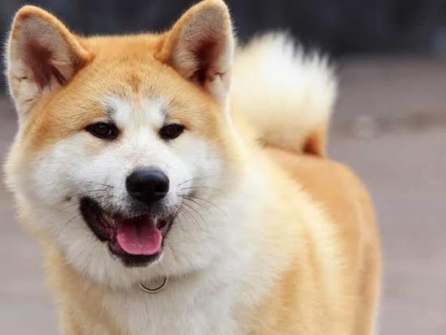 Akita