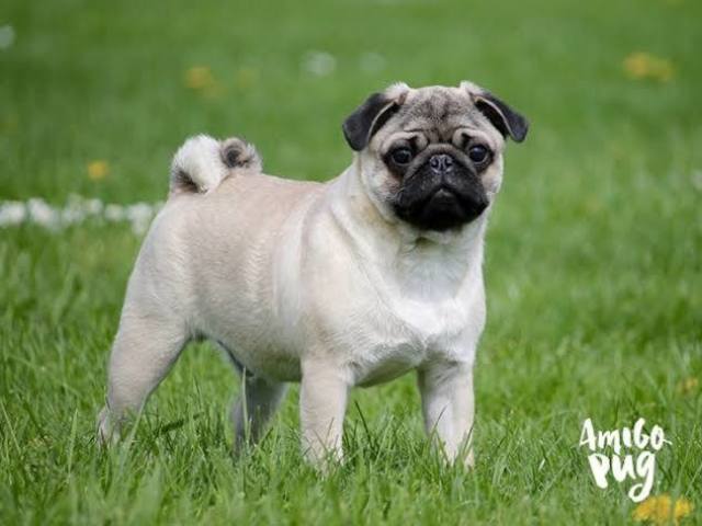 Pug